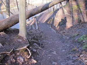 a dirt trail curving to the right and going under a fallen tree with a creek in the background