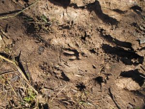 animals tracks in the mud