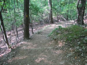 a dirt trail curving to the right with trees and brush to the left and right