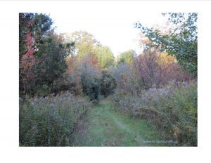 a grassy path through brush and trees of various colors