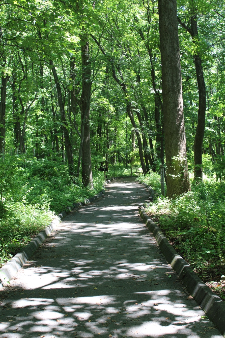 a paved path into the woods