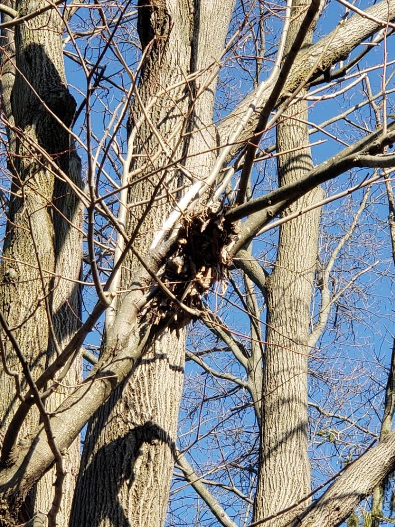 A squirrel nest set in the forks of a tall tree
