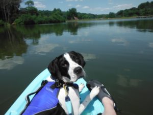 a short-haired black and white dog lounges on the front of a blue kayak on a lake with reflections of clouds in the water