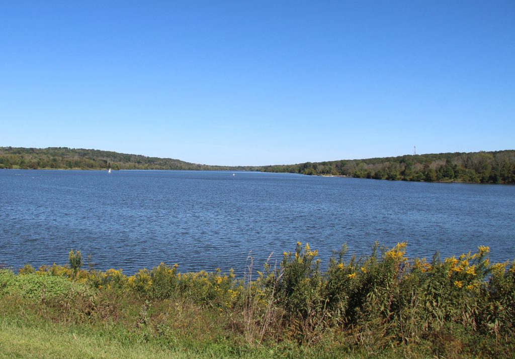a large lake with plants in the foreground