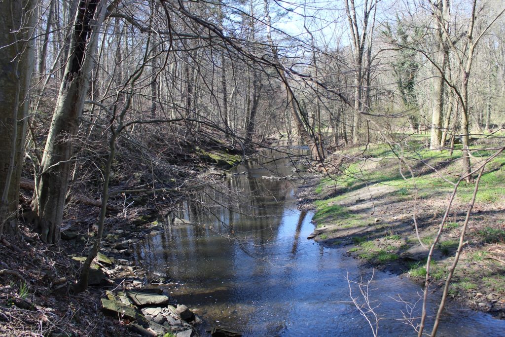 A creek with woods on the left and green sloping banks and a few trees on the right