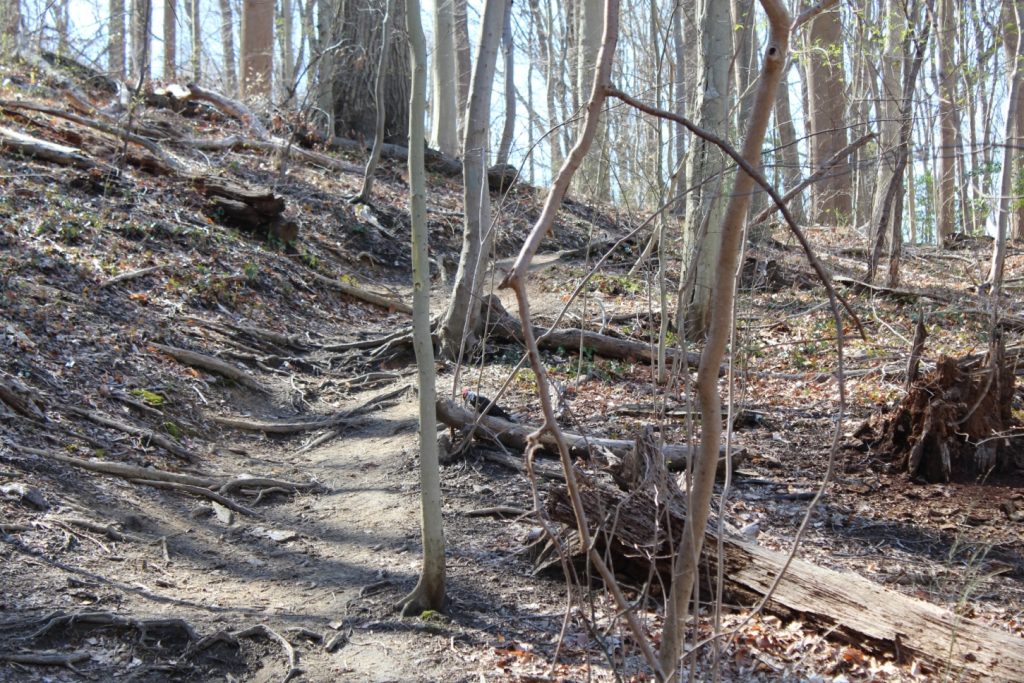 a dirt trail goes up a hill with scraggly trees alongside. A pileated woodpecker sit on a downed log on the edge of the trail