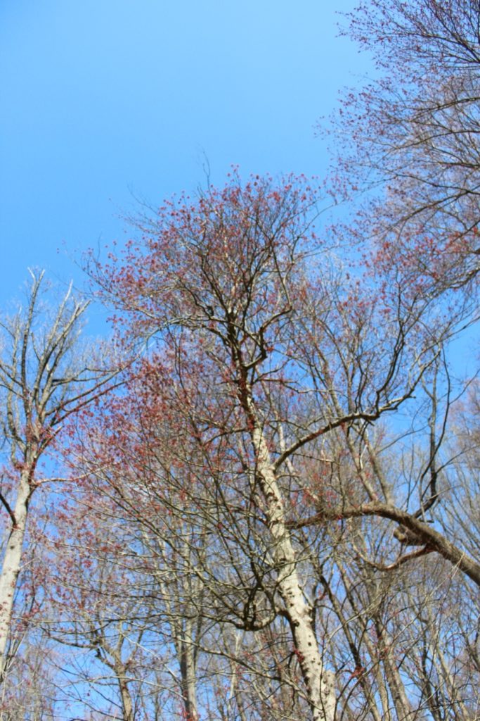 An upward look at the tree canopy. The tree bark is white, the leaves are red