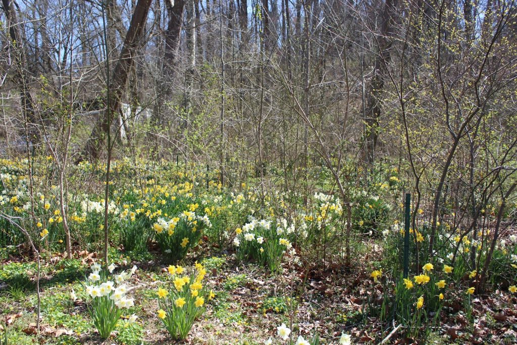 Clumps of yellow and white daffodils  near the trail head