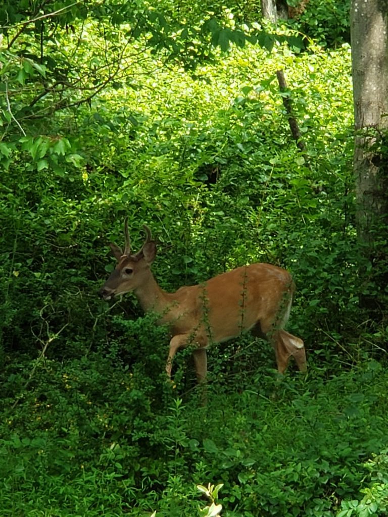 a young buck stepping along a line of brush just off the trail