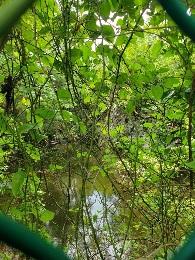 a body of water surrounded by green leaves seen through a chain link fence