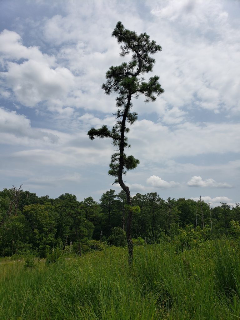 a thin, scrubby pine tree sitting alone in a field 