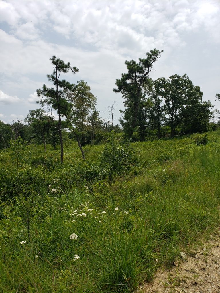 several scrubby pine trees, green brush and wildflowers along a gravelly trail