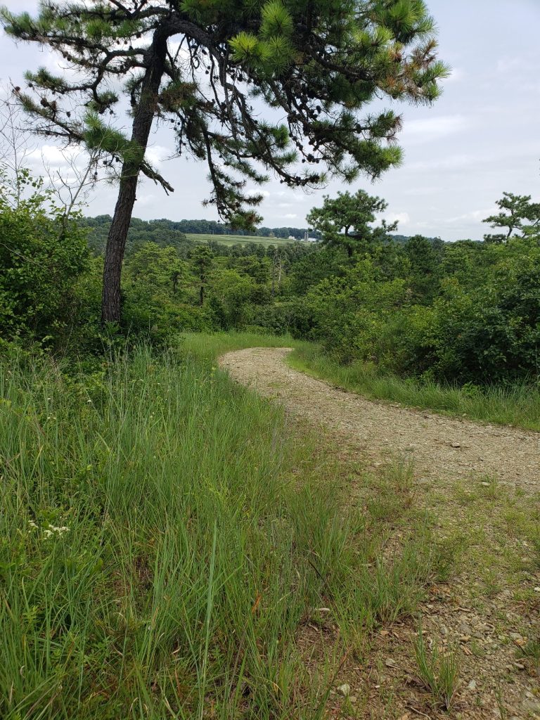 a gravel trail between high grasses and some pine trees 