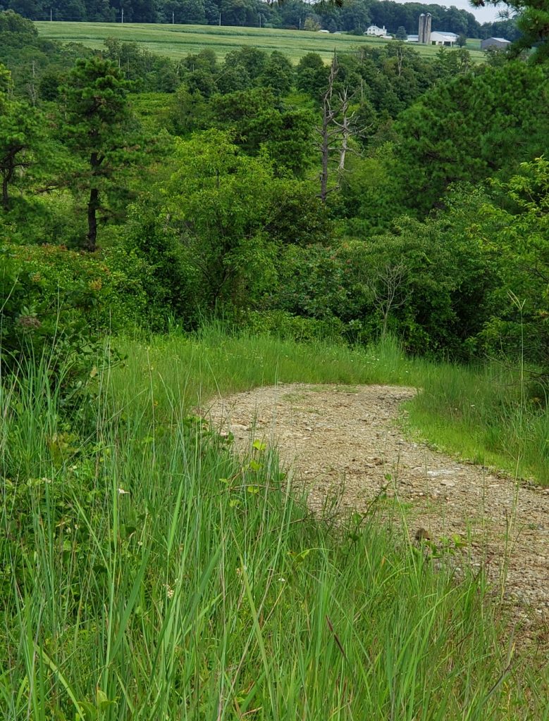 a gravel trail with tall grass on both sides and a stand of trees in the background