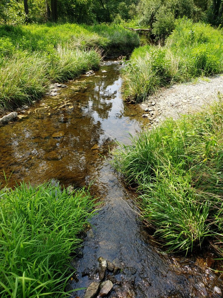 a creek with a stony bottom and tufts of grasses on the banks. The gravel trail can be seen to the left (the trail goes through the creek)