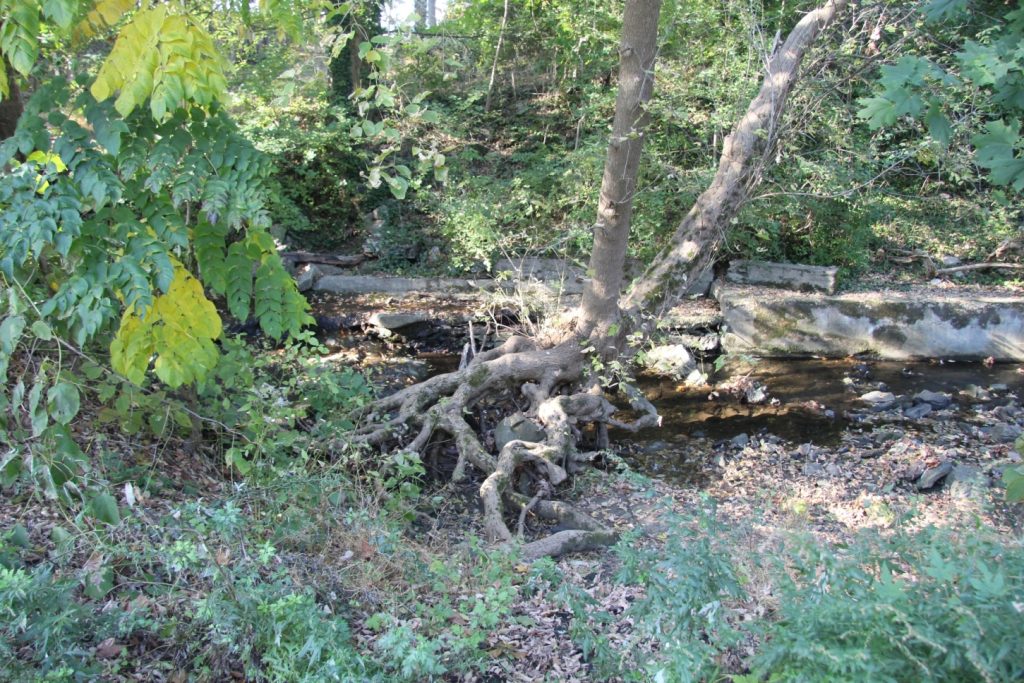 a tree with bare twisted roots sits alongside a shallow creek