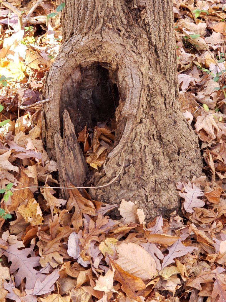 a hole in the base of a tree with dead leaves around it on the ground