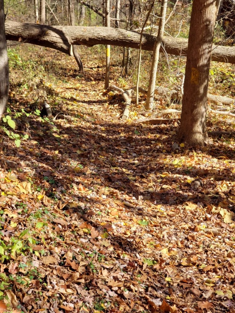 a fallen tree is suspended above the trail, held up by other trees; fallen leaves coat the ground