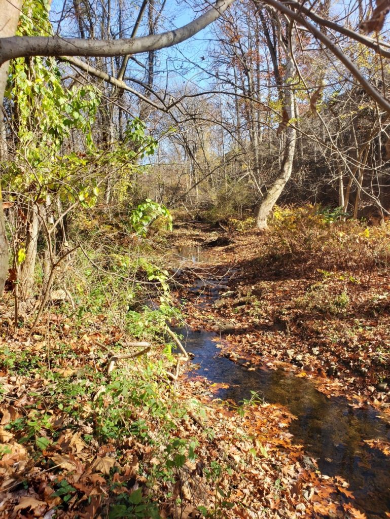 a small stream through trees; some have green leaves, others are bare. The ground is covered in fallen leaves