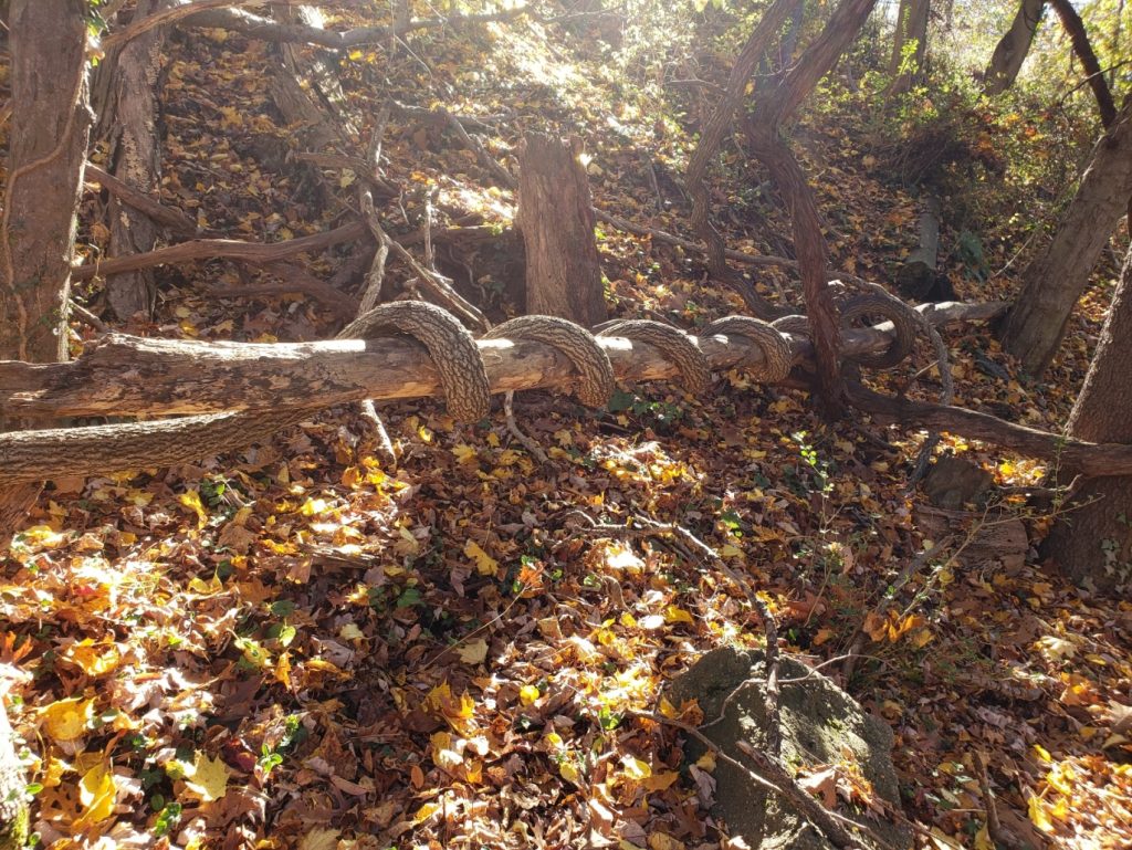 a fallen tree trunk with a thick vine twisted around it that looks like a snake; fallen leaves are on the ground