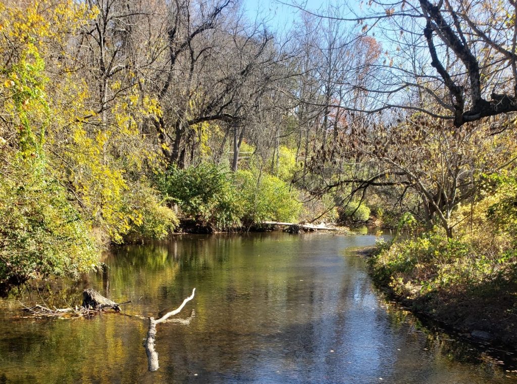 a creek with green brush on the sides; trees barren of leaves (or with some still holding on) rise above the brush along the banks