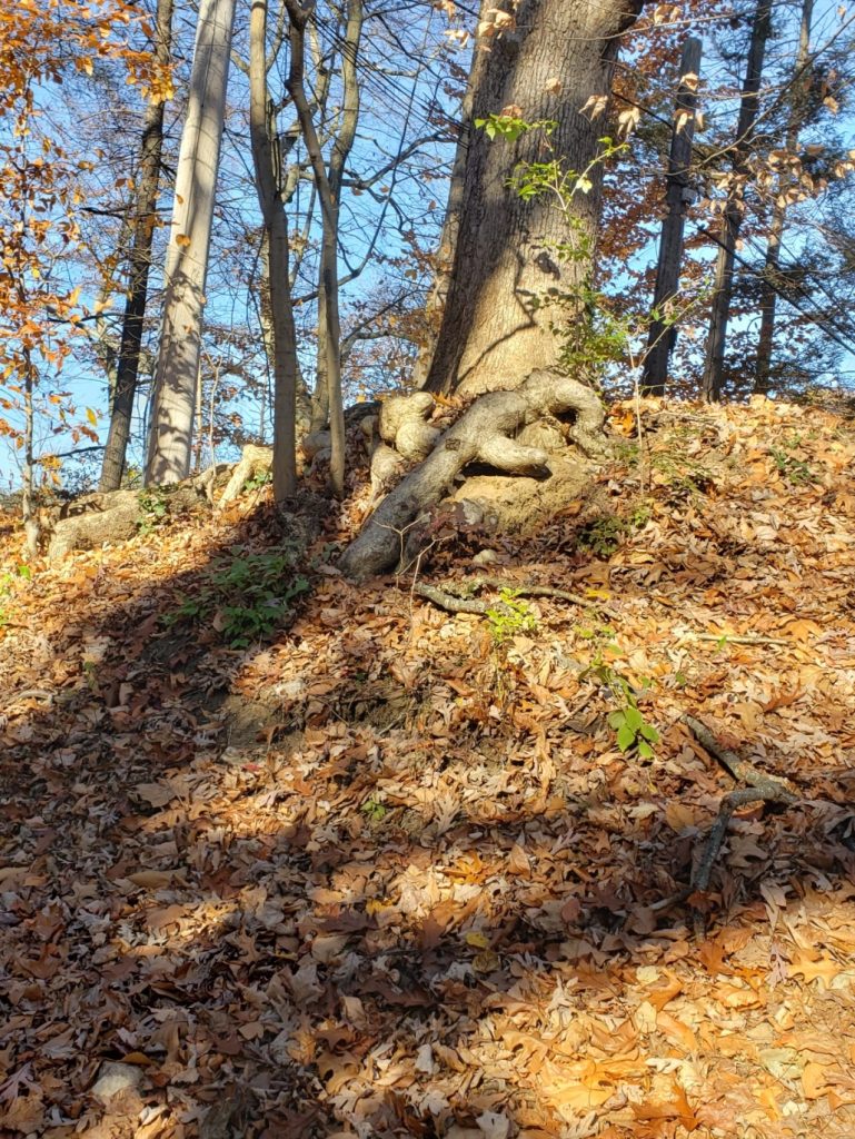 a tree with exposed curved roots on the edge of a slope with fallen leaves