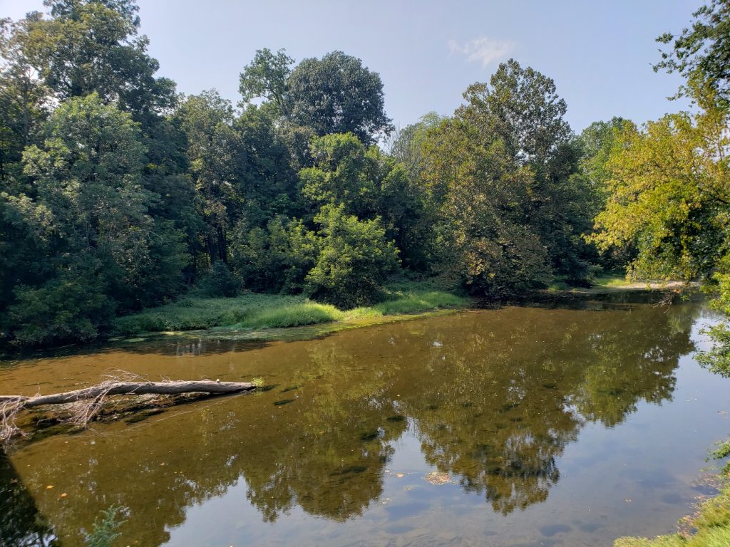 a creek with a brown bed,;grass and deciduous trees are on the far bed