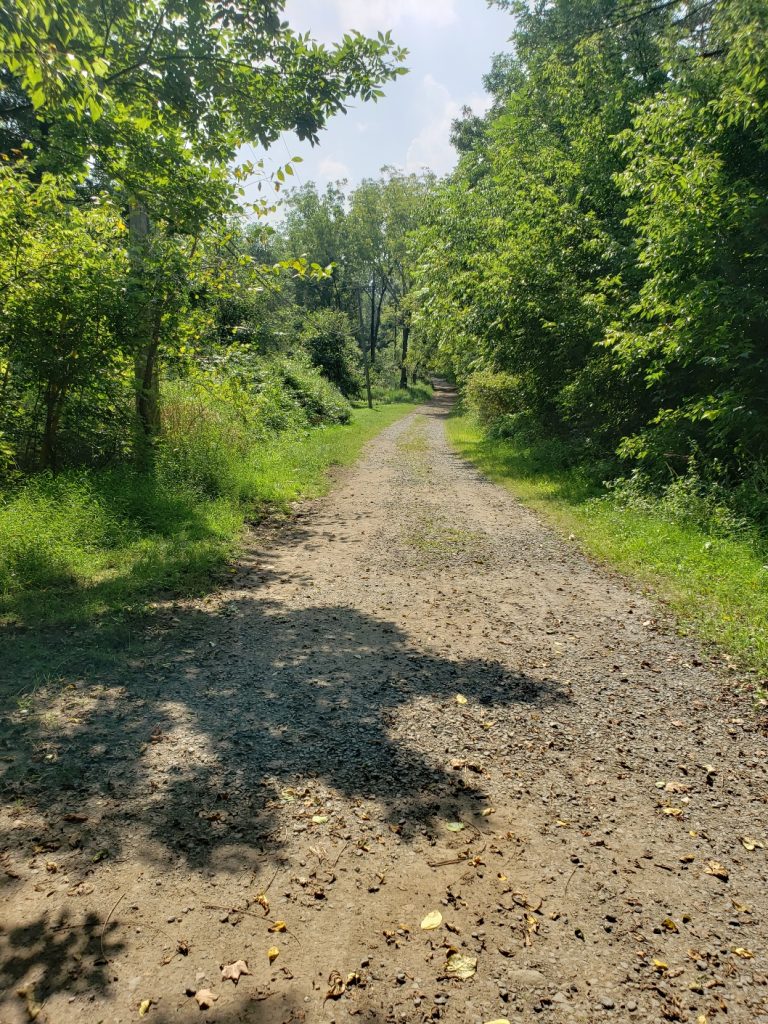 a wide dirt path littered with fallen leaves trees line both sides of the path which appears to have vehicle tracks