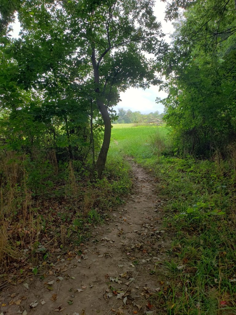 a dirt path curves to the left with trees on both sides; an open meadow of bright green grass can be seen in the background