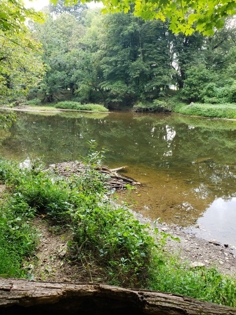 a trail along a creek with a brown rocky bed; there are tufts of grasses and trees on the far side, more grass and a downed tree trunk on the near side