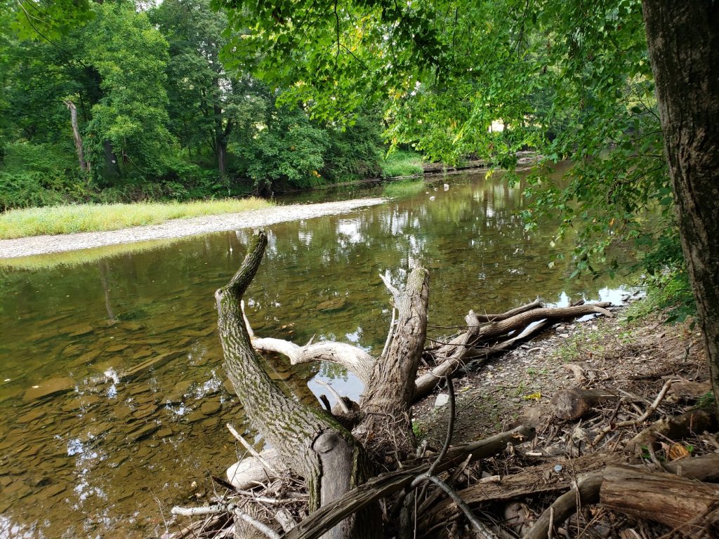 a creek with a brown rocky bottom; a downed tree is in the foreground with roots exposed; the far shore is large gravel, then grass, then trees