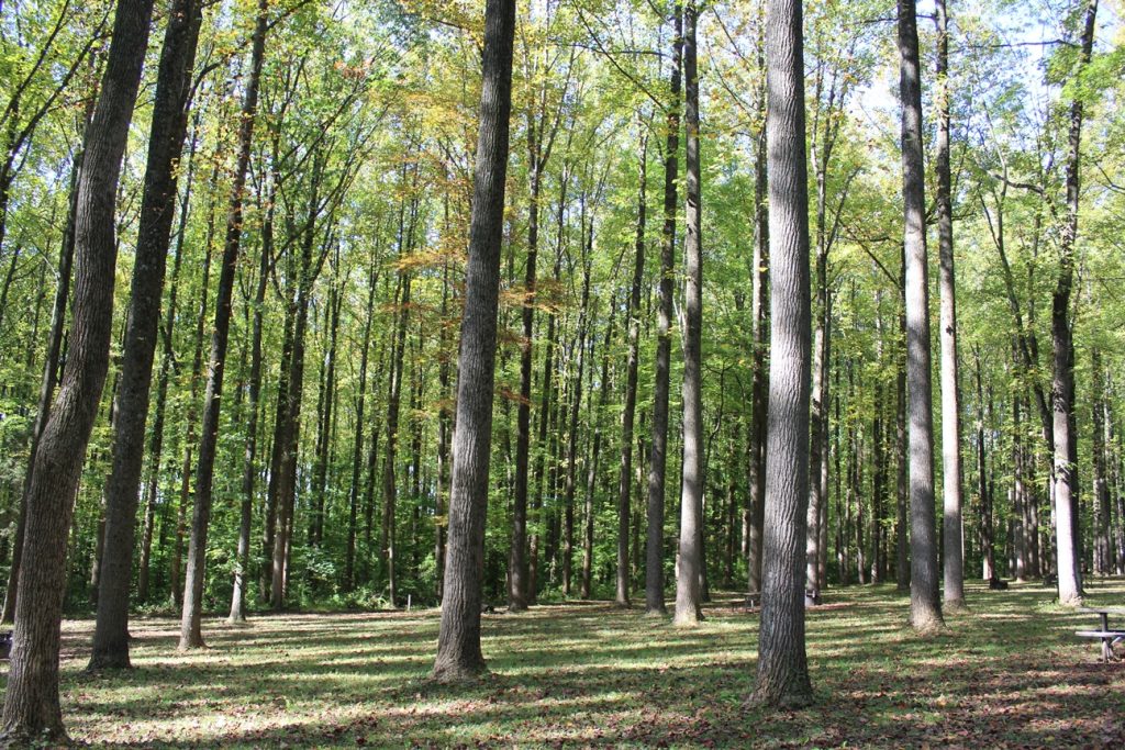 A stand of tall thin tree trunks surrounded by greenery. The light reaches between the elevated leaves, creating a mic of light and shadow on the grass carpet