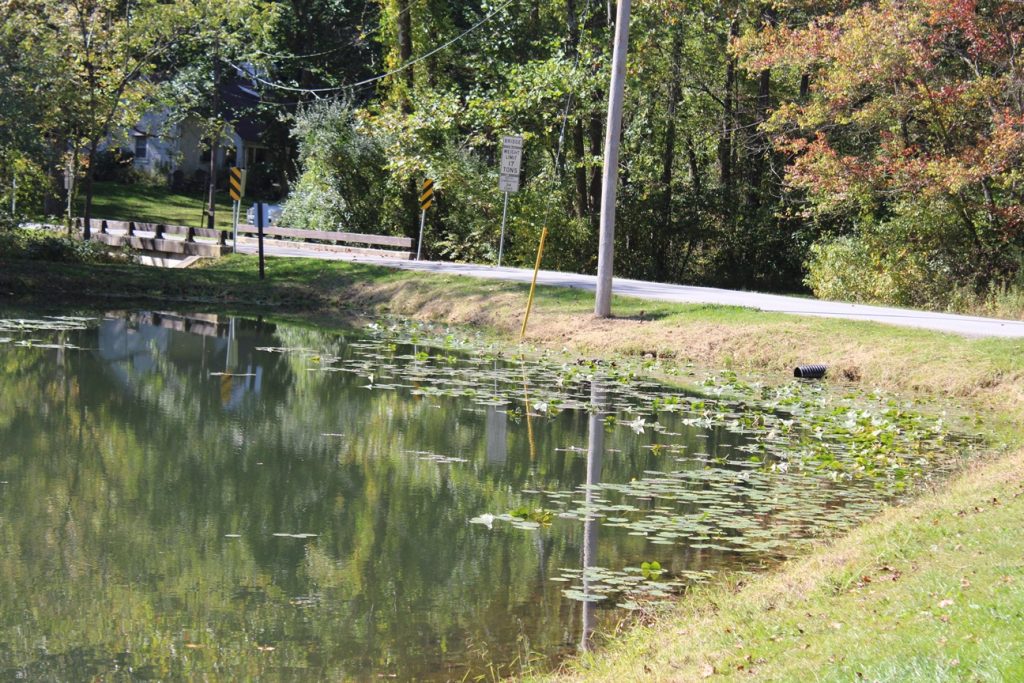 Childrens Pond - a slightly greenish still body of water with lily pads on the edge. The banks are covered with grass and slope gently to the water's edge. A road runs alongside the right side of the image, and goes over a small bridge as it travels to the left.